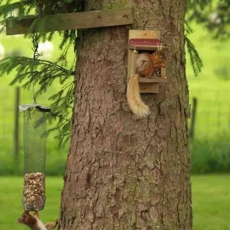 Secluded Pine 2 * Wigton